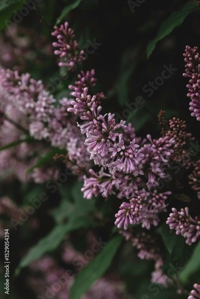 Obraz pink flowers in the garden
