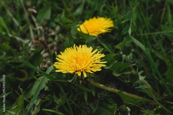 Obraz yellow dandelion flower