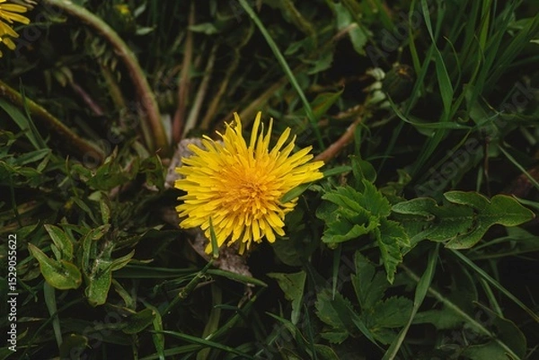 Obraz yellow dandelion flower