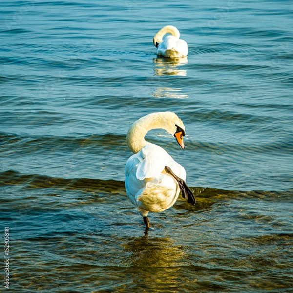 Obraz tanzender Schwan