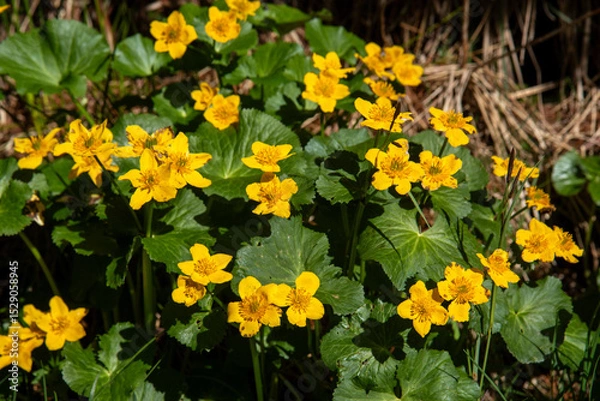 Obraz Spring blooms explosion of colors in gardens and meadows