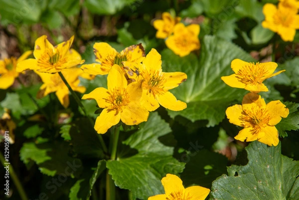 Obraz Spring blooms explosion of colors in gardens and meadows