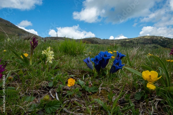 Obraz Spring blooms explosion of colors in gardens and meadows