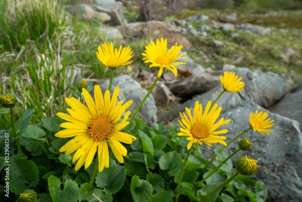 Obraz Spring blooms explosion of colors in gardens and meadows