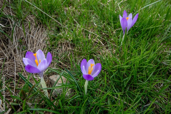 Obraz Spring blooms explosion of colors in gardens and meadows