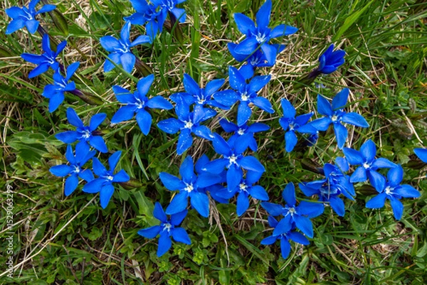 Obraz Spring blooms explosion of colors in gardens and meadows