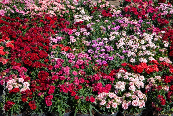 Obraz Spring blooms explosion of colors in gardens and meadows