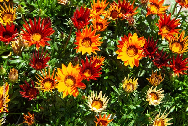 Obraz Spring blooms explosion of colors in gardens and meadows