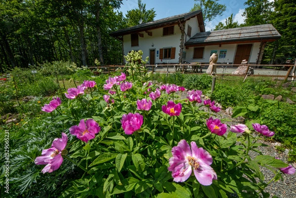 Obraz Spring blooms explosion of colors in gardens and meadows
