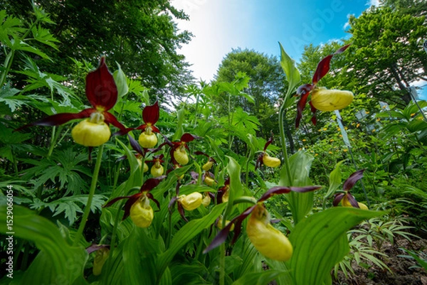 Obraz Spring blooms explosion of colors in gardens and meadows