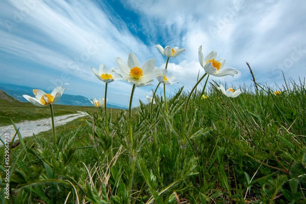 Obraz Spring blooms explosion of colors in gardens and meadows