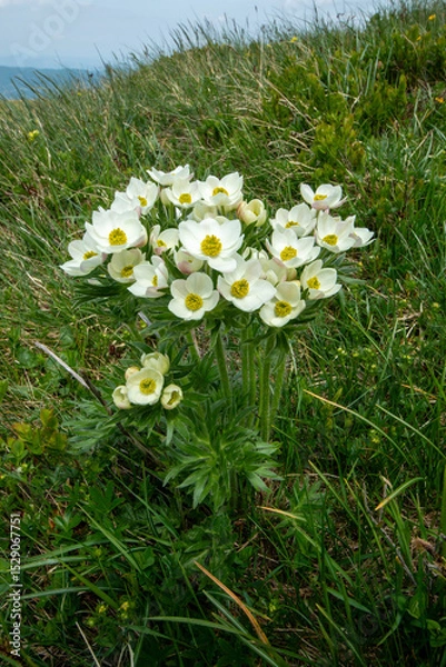 Obraz Spring blooms explosion of colors in gardens and meadows
