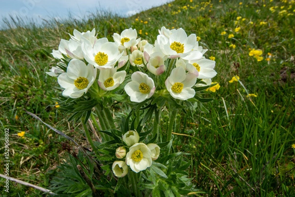 Obraz Spring blooms explosion of colors in gardens and meadows
