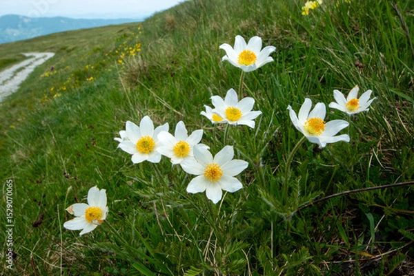 Obraz Spring blooms explosion of colors in gardens and meadows