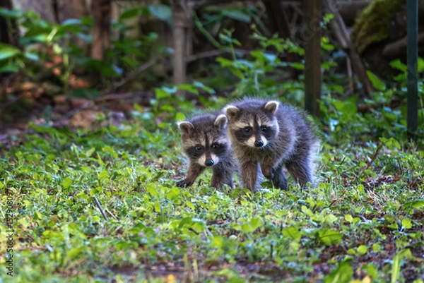 Fototapeta Two raccoon cubs still a little shy on their first walk into the big wide world, animal wildlife photography, copy space, selected focus