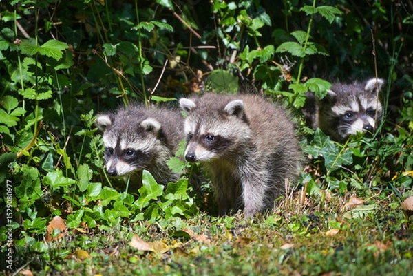 Fototapeta Three raccoon puppies carefully explore their surroundings, in Germany they multiply too much and are considered an invasive species and pest, copy space, selected focus