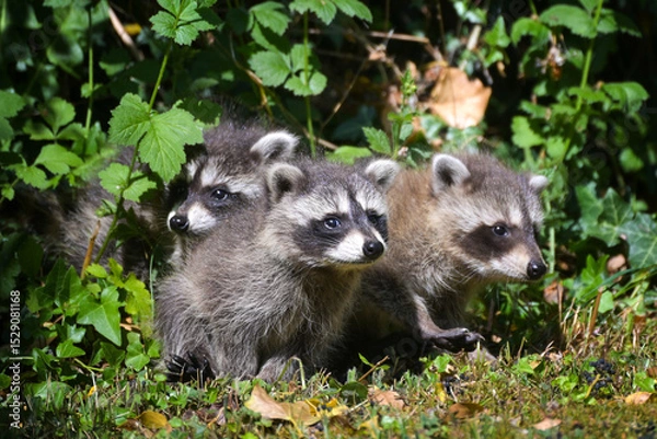 Fototapeta Three young raccoons looking out of the bushes, in Germany the cute animals are considered invasive species, copy space, selected focus