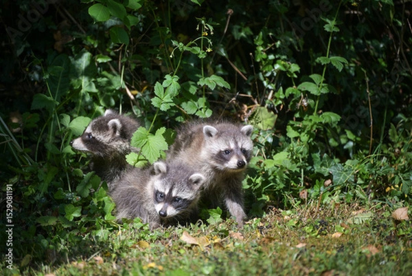 Fototapeta Three curious young raccoons cautiously explore the surroundings at the edge of the forest in Germany, copy space, selected focus