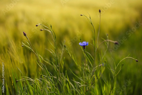 Obraz Chabry w zbożu