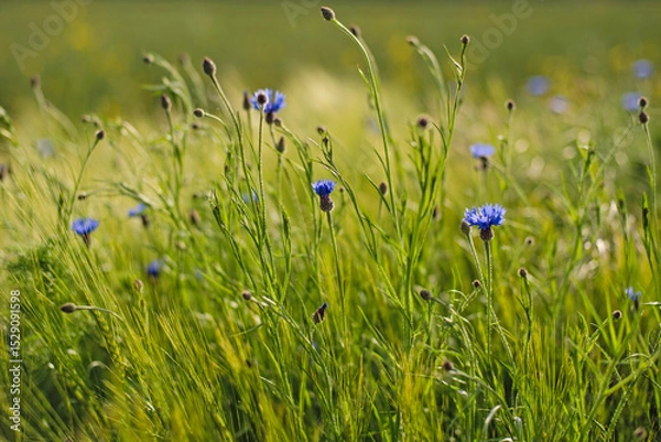 Obraz Chabry w zbożu
