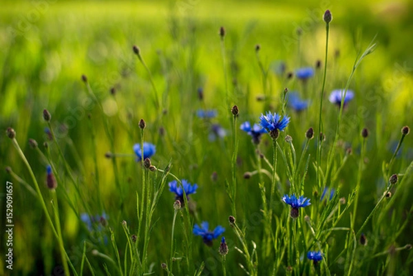 Obraz Chabry w zbożu