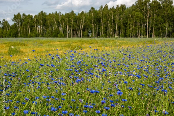 Obraz Piękne chabrowe pole