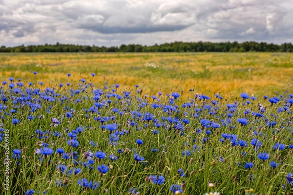 Obraz Piękne chabrowe pole