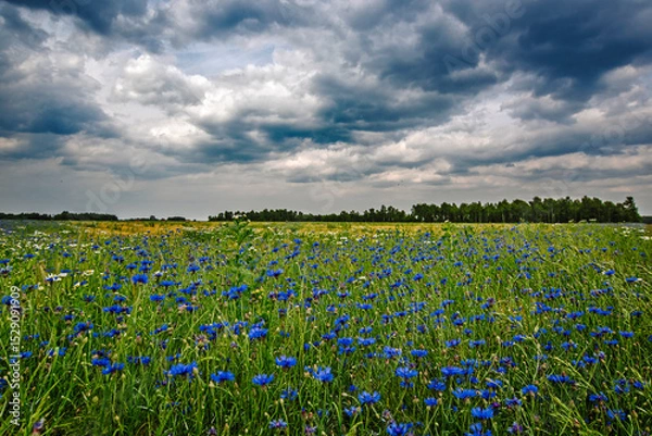 Fototapeta Piękne chabrowe pole