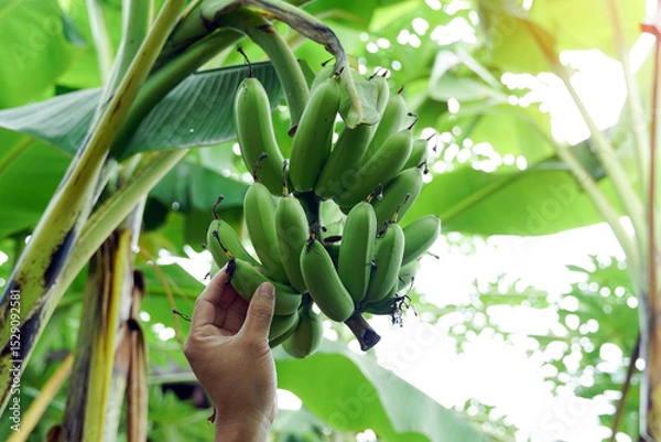 Fototapeta Hand holding a bunch of raw bananas on the tree. soft and selective focus.