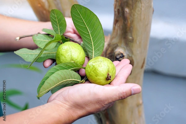 Fototapeta The guava fruit in the palm of your hand is a fruit that is high in vitamin C. The taste is sweet and slightly sour.