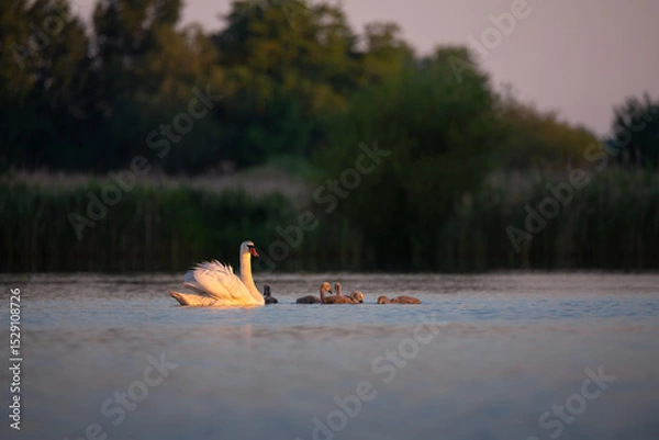 Fototapeta Mute swan with fluffy cygnets swimming peacefully on a calm lake