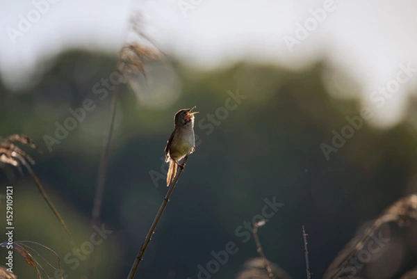 Fototapeta Singing Nightingale Bird at Sunrise on Branch with Soft Bokeh Background