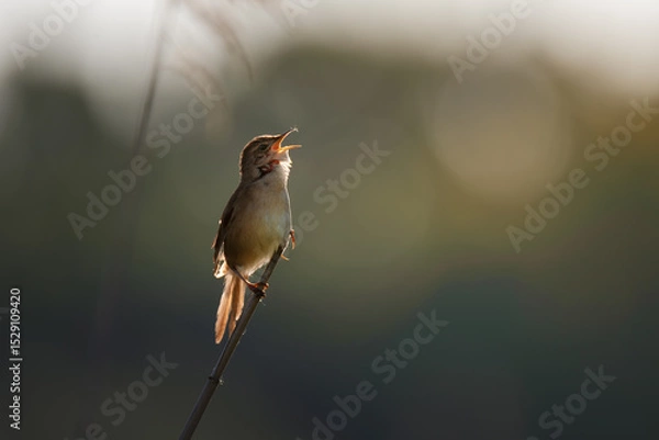 Fototapeta Singing Nightingale Bird at Sunrise on Branch with Soft Bokeh Background