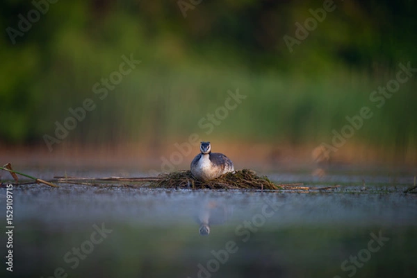 Fototapeta Great Crested Grebe Nesting on Tranquil Lake