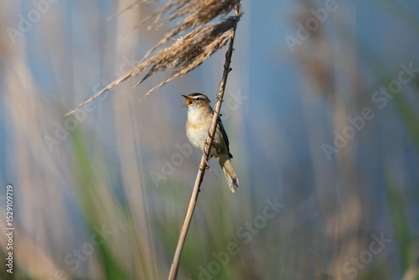 Fototapeta Eurasian Reed Warbler singing while perched on a reed