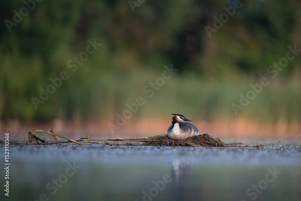 Fototapeta Great Crested Grebe Nesting on Tranquil Lake