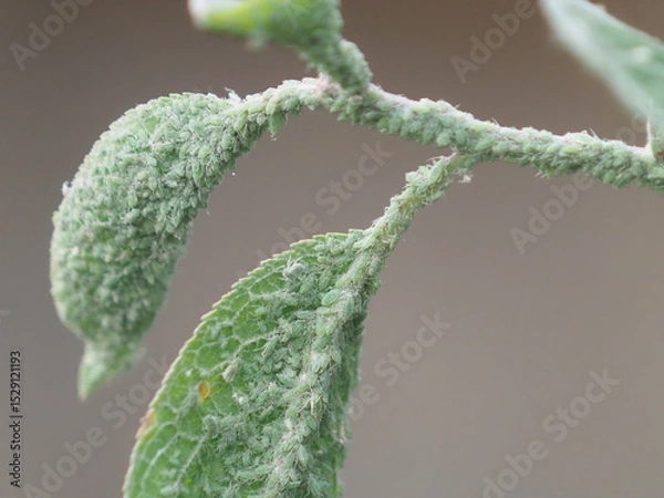 Fototapeta Green aphids on a plum branch, insect pest on tree