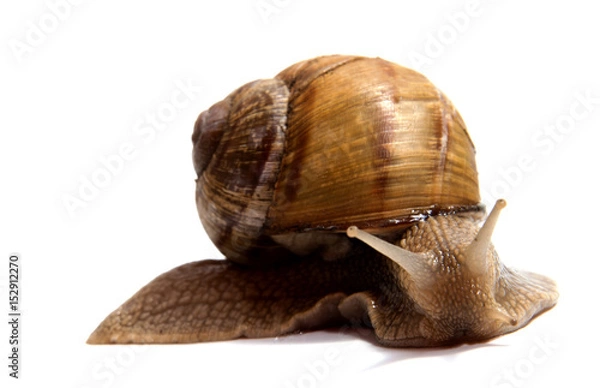 Fototapeta Crawling snail isolated on a white background