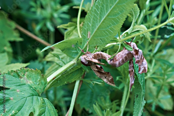 Fototapeta Mating large moth, Smerinthus ocellatus, with wings open.