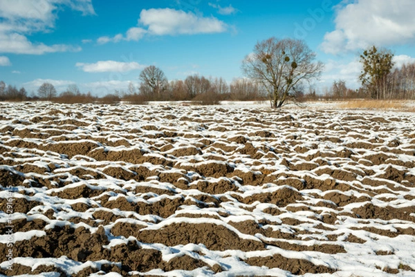 Fototapeta A ploughed field covered with snow