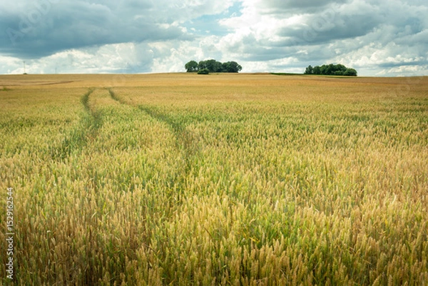 Fototapeta A huge wheat field with trees on the horizon and a cloudy sky, Staw, eastern Poland