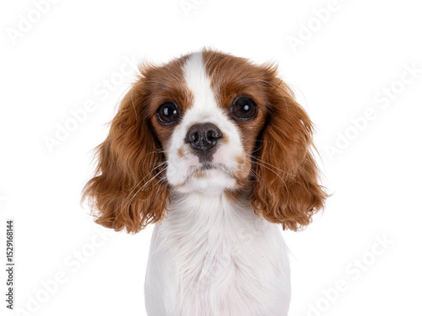 Obraz Head shot of cute brown and white Cabalier King Charles Spaniel dog puppy. Looking attentive towards camera. Isolated on a white background.
