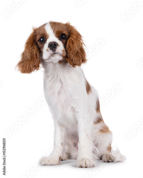 Obraz Cute brown and white Cabalier King Charles Spaniel dog puppy, sitting up facing front. Looking attentive towards camera. Isolated on a white background.