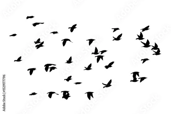 Obraz png kuş sürüsü açık bir arka planda uçuyor	