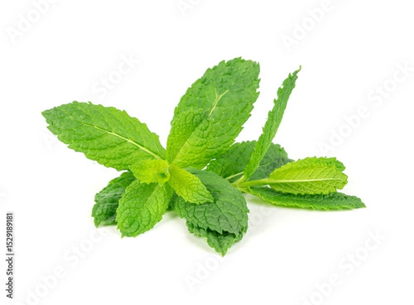 Obraz Mint twigs isolated. Peppermint sprig, fresh mentha stem, green spearmint branch with leaves