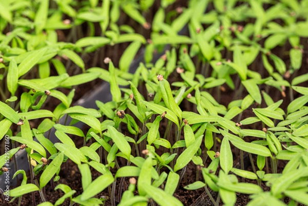 Fototapeta Production de plants de tomates