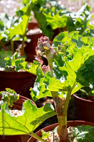 Fototapeta Plant de rhubarbe en bourgeon en pot