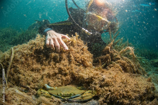 Fototapeta Scuba diver looking at Atlantic blue crab (Callinectes sapidus) threatens with its pincers on the seabed. Mediterranean sea Sardinia, Italy