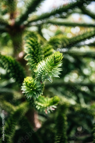 Fototapeta Araucaria Araucana Branch with Sharp Green Spikes