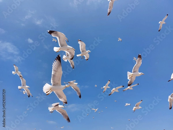 Obraz Background of flying seagulls against blue sky